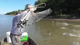 CAST NETTING CARP ON THE ILLINOIS RIVER!!