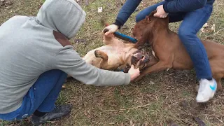 Чем закончилось нападения бойцовой суки питбуля на доброго кобеля питбуля Спайка...