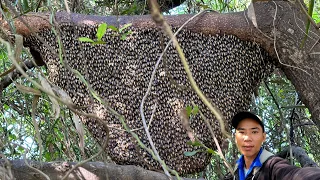 Người rừng từ cần giờ lên sài gòn luồng ong bất ngờ gặp hai tổ ong mật siêu khủng