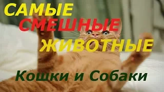 Самые Смешные приколы про животных.Кошки  и Собаки.The most funny animals are cats and dogs