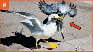 Most Savage Bird Hunts: 15 Insanely Brutal Hunting Moments!