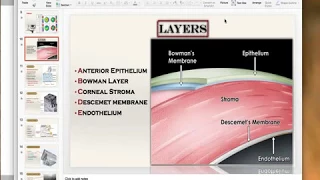 Anatomy of the cornea Microscopic