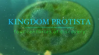 Kingdom Protista - Four Centuries Of Discovery