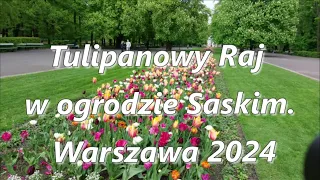 Tulipanowy Raj w ogrodzie Saskim. Warszawa 2024. 4K