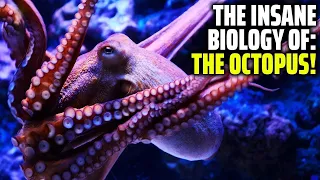 The insane biology of the Octopus #interestingfactsinenglish #english #octopus #biologyofoctopus