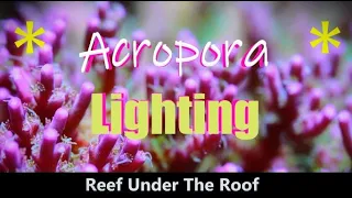 The BEST Acropora Lighting Advice (How to do it properly!)