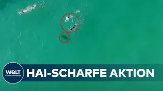 GLÜCK UND UNGLÜCK IN AUSTRALIEN: Schwimmer entgehen Haien haarscharf - Speerfischer schwerverletzt