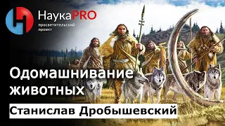 Одомашнивание животных | Лекции по антропологии – антрополог Станислав Дробышевский | Научпоп