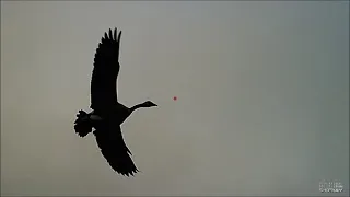 ShotKam Goose Hunting 2020