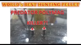 WORLD's BEST HUNTING PELLET - "PREDATOR POLYMAG KILLER?!"