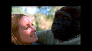 A girl was raised with gorillas. After 12 years they met again. The monkeys’ reaction is touching