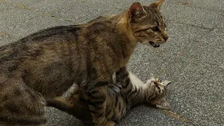 Mother Cat Refusing to Nurse Her 4 Mischievous Kittens