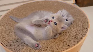 A cute kitten pretending to be a victim by licking the bitten leg more than necessary...