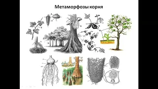 Морфология и анатомия растений. Корень