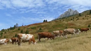 BJESHKËT E DEÇANIT bukuri e begati në të gjitha stinët - REPORTAZH