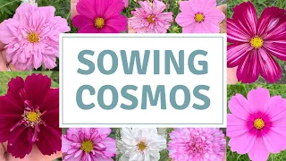 How To Sow Cosmos / Sowing Easy Summer Flowering Annuals