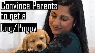 How to CONVINCE Your Parents to Get a PUPPY or a DOG - GUARANTEED to WORK!