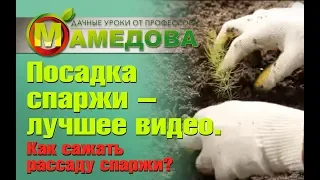 Посадка спаржи - лучшее видео. Как сажать рассаду спаржи?