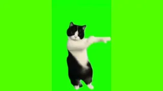 dancing cat china song green screen