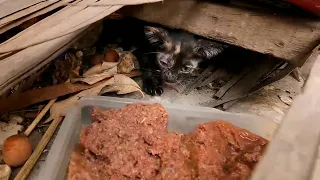 This kitten is very hungry but he is very scared