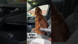 Before / After Irish setter haircuts 😁 #irishsetter #dogs #dog #beforeandafter