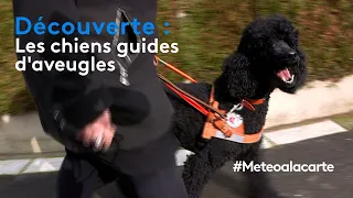 Découverte : les chiens guides d'aveugles