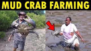 Mud Crab Farming | How to start a Mud Crab Farming Business