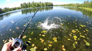 Sight Fishing Big Bass In Crystal Clear Water!