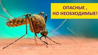 Комар - кошмар! Зачем нужны комары? Наталья Носова