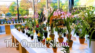 【4K Orchid】The Orchid Show 秋の洋らん展 2022 Autumn at Showa Memorial Park. #orchid #orchids #らん展 #洋らん展