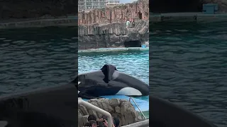 Their display of elegance and smartness is really impressive | Killer whales 🐳 in Nagoya Japan