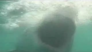 Great White Shark Attacks Inside Cage!!