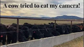 Mornings at the Feedlot | Feeding Calves