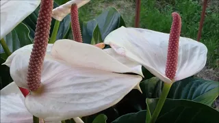 Anthurium Andraeanum Best Variety. Fresh Love Anthurium