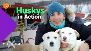 Wie wird man Schlittenhundeführer auf einer Huskyfarm in Norwegen? | Terra X plus Schlittenhunde