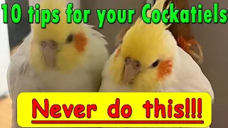 Ten tips that never do with a Cockatiel #bird #cockatiel #parrot #pet #cockatoo #cute #birdlove