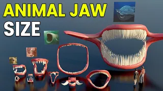 3D Animal Jaw Size Comparison and Teeth Count