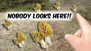 Where To Find Morel Mushrooms: Start HERE!