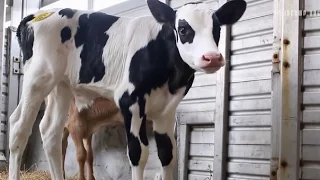 The Life of a Calf