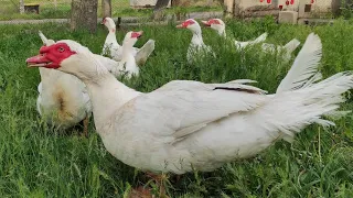 ЭТИ УТКИ БОЛЬШЕ ГУСЕЙ! МУСКУСНЫЕ УТКИ ОГРОМНЫХ РАЗМЕРОВ! МИФЫ И ПРАВДА! КАКИЕ ОНИ НА САМОМ ДЕЛЕ?