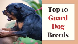 Top 10 Guard Dog Breeds For Home : Guard Dogs