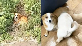 Mama Dog And Her Puppy Found Good Homes After Being Abandoned In A Deserted Area