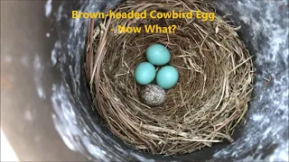 Brown-headed Cowbird Egg In Bluebird Nest - Now What?