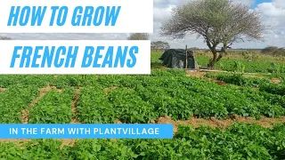 French Beans Farming in Kenya