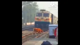 #train #cow #respect