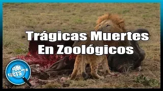 5 TRÁGICAS MUERTES EN ZOOLÓGICOS