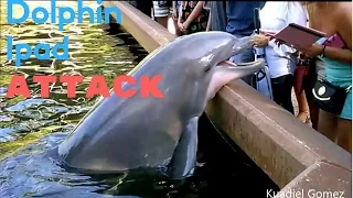 Dolphin jumps out and STEALS ipad out of ladies hand & splashes the crowd!