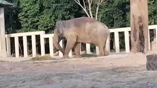 Elephant activities, Update Beautiful Kaavan (Rescued Elephants) [Episode 42]