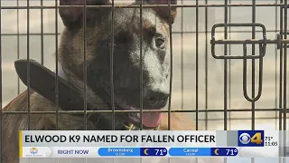 Police K9 donated to Elwood PD in honor of Ofc. Noah Shahnavaz