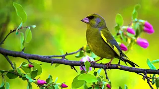 European greenfinch (Chloris chloris) | Bird Sounds 🎤🦆